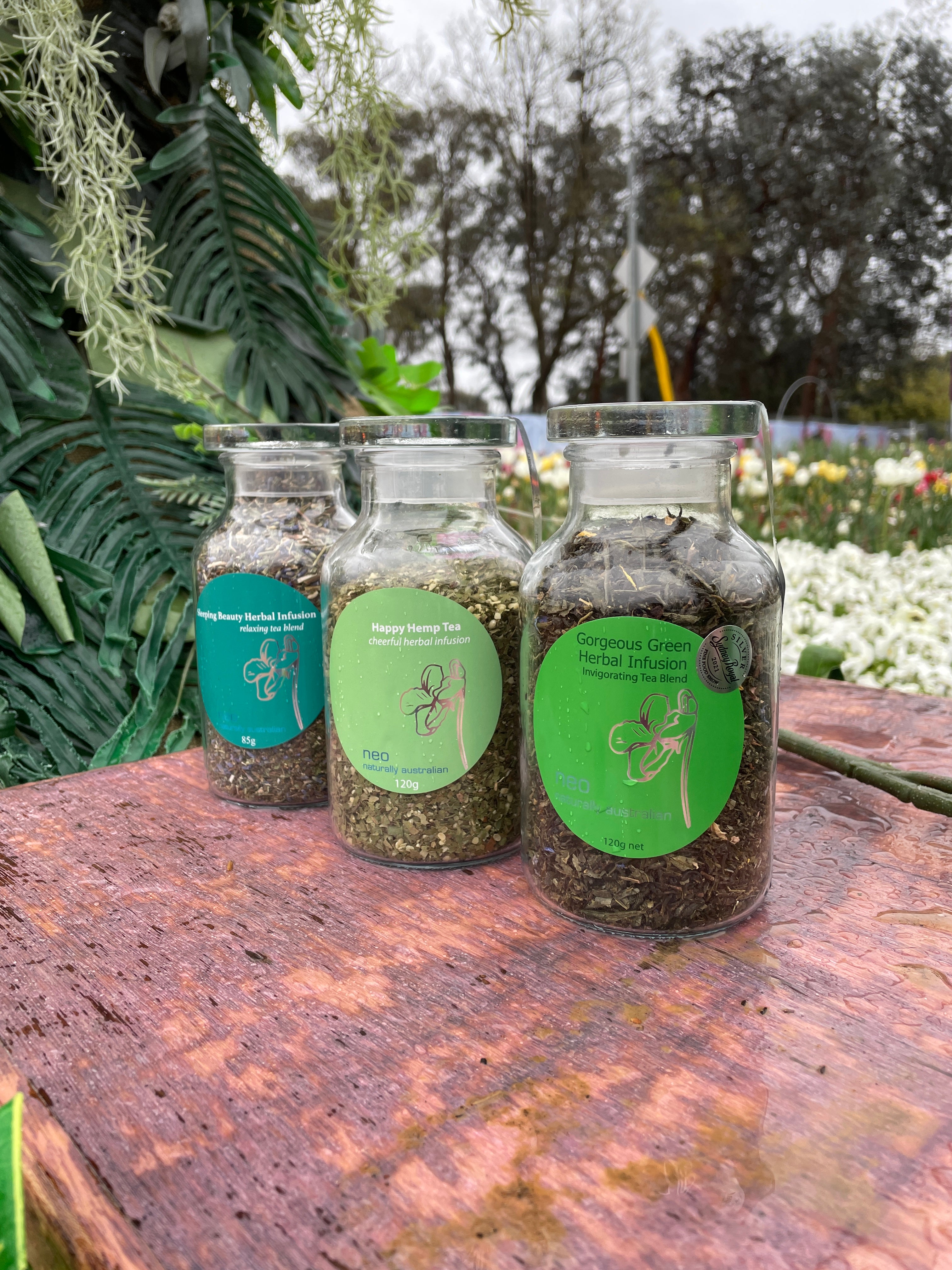Wakeup Tea Trio